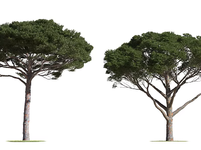 Two Tall Arbor Trees With Lush Green Foliage And Strong Trunks 3d model