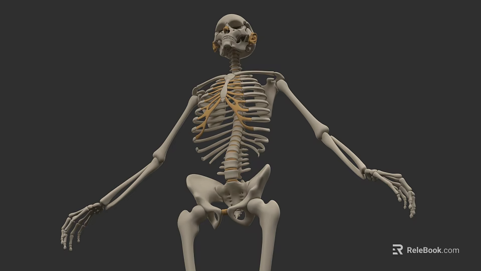 Detailed Human Organ System Anatomical Model With Skeleton Bone Structure 3d model 