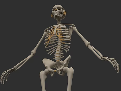 Detailed Human Organ System Anatomical Model With Skeleton Bone Structure 3d model