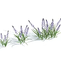 Beautiful Purple Lavender Flowers Growing In Clusters Against Light Blue Background