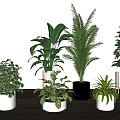 Multiple Bonsai and Potted Plants with Various Containers on Wooden Floor White Background
