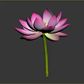 Beautiful Pink Lotus Flower with Vibrant Pink Petals and Green Stem on Gray Background