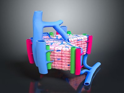 modern eukaryotic cell cross section cell structure cell tissue 3d model