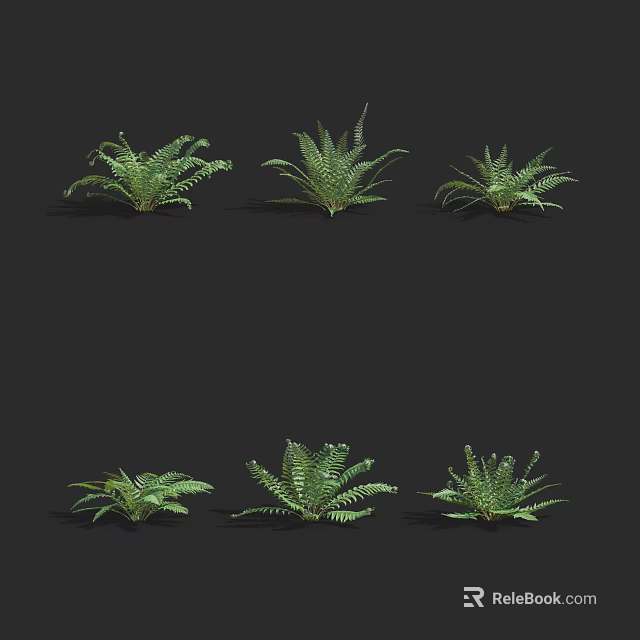 Beautiful Green Fern Plants Display Various Forms On Black Background 3d model