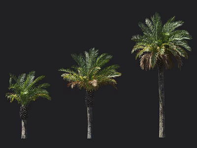 Palm Trees Isolated On Black Background With Different Sizes Green Foliage And Trunks 3d model