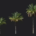 Palm Trees Isolated On Black Background With Different Sizes Green Foliage And Trunks