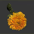 Orange Dahlia Flower With Green Stem Leaves On Dark Background And Reflection