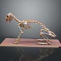 Detailed Animal Skeleton Model Display On Brown Base With Dark Background 3d model