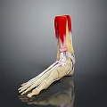 Detailed Game Movie Character Foot Skeleton Muscle Ligament Anatomical Model Structure