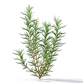 Fresh Rosemary Herb with Aromatic Green Leaves and Woody Stems for Cooking and Garden Use