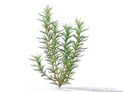 Fresh Rosemary Herb with Aromatic Green Leaves and Woody Stems for Cooking and Garden Use 3d model