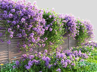 Lush Purple Flowering Vines Covering Wooden Fence In Garden With Green Leaves 3d model