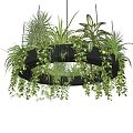 Modern hanging basket hanging orchid hanging green plants 3d model