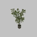 Decorative Potted Garden Accents With Green Leafy Trees and Lush Branches