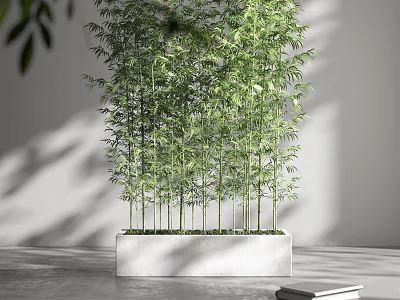 Bamboo Bonsai Potted Plant in White Rectangular Planter with Green Leaves and Gray Wall 3d model