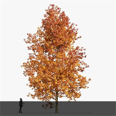 Autumn Deciduous Arbor With Lush Vibrant Orange Red And Yellow Leaves 3d model