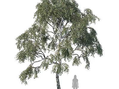 Tall Birch Tree With Green Leaves And White Trunk Beside Human Silhouette 3d model