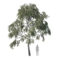 Tall Birch Tree With Green Leaves And White Trunk Beside Human Silhouette