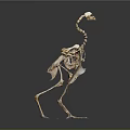 Detailed Golden Ostrich Skeleton Showing Skeletal Organs And Anatomical Features On Gray Background