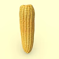 Organic Fresh Yellow Ripe Corn Cob Isolated On White Background