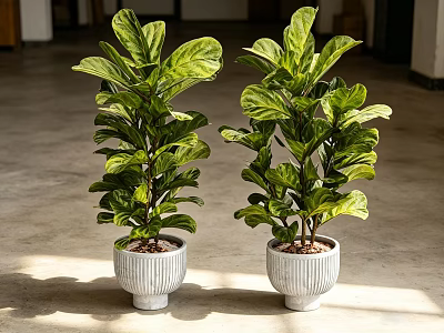 Lush Green Bonsai Potted Plants In White Textured Pots For Indoor Sunlight 3d model
