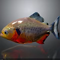 Vibrant Tropical Fish With Red Body Blue Fins And Colorful Spots On Dark Background