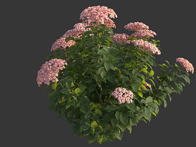 Lush Green Leaf Plant With Pink Blooming Flowers And Vibrant Foliage 3d model