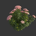 Lush Green Leaf Plant With Pink Blooming Flowers And Vibrant Foliage