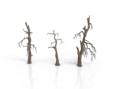 Three Leafless Trees With Thin Trunks And Bare Branches On White Background With Reflective Ground 3d model