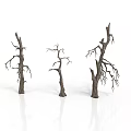 Three Leafless Trees With Thin Trunks And Bare Branches On White Background With Reflective Ground