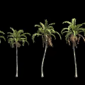 Various Palm Trees With Slender Trunks And Feathery Fronds On Black Background 3d model