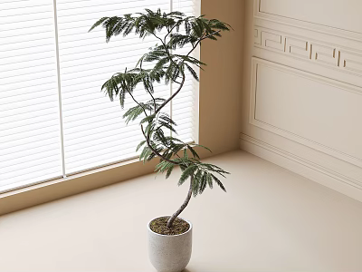 jacaranda potted plant 3d model