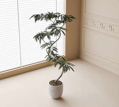 Bonsai Plant with Curved Branches and Lush Leaves in Light Colored Pot by Bright Window 3d model