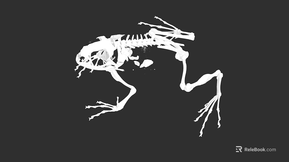 Detailed Aquatic Animal Frog Skeleton Anatomical Structure On Black Background 3d model 
