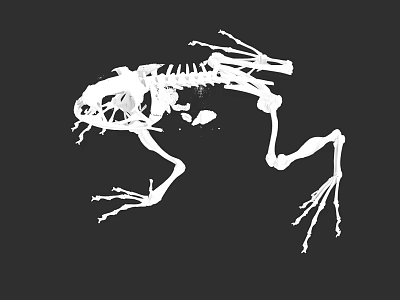Detailed Aquatic Animal Frog Skeleton Anatomical Structure On Black Background 3d model