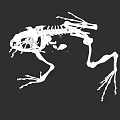 Detailed Aquatic Animal Frog Skeleton Anatomical Structure On Black Background