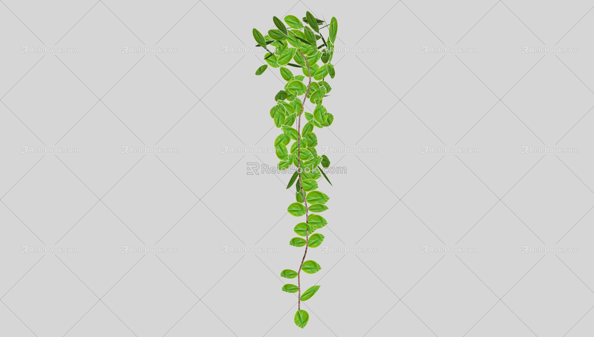 Vine 3d model