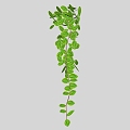 Vine 3d model