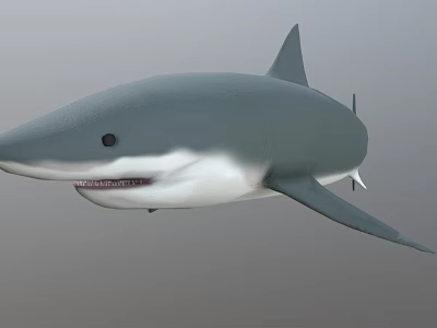 Game and Movie Character Shark 3D Model with Gray Blue Body Open Mouth and Fins 3d model