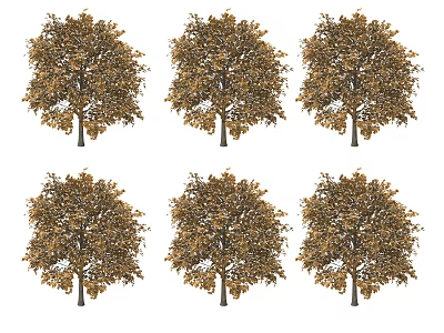 Deciduous Trees Featuring Golden Brown Leaves Tall Trunks and Lush Canopies 3d model