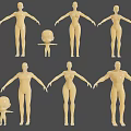 Diverse Human Body Models Featuring Adult And Child Sizes In Standing Poses