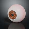 Realistic Human Eyeball Model with Pink Sclera Brown Iris and Hair like Texture Details
