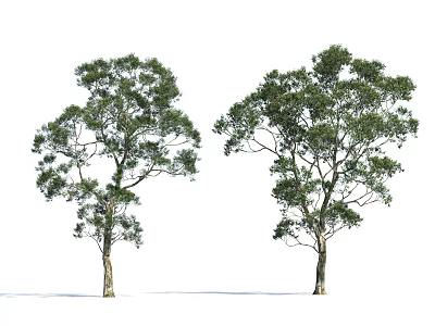 Two Green Arbor Trees With Lush Foliage And Strong Straight Trunks 3d model