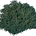 Lush Green Arbor Tree With Dense Evergreen Foliage And Natural Canopy