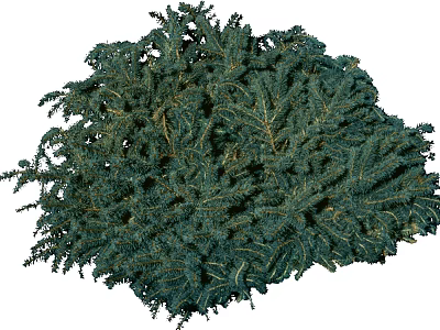 Lush Green Arbor Tree With Dense Evergreen Foliage And Natural Canopy 3d model