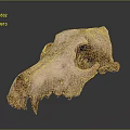 Ancient Animal Skull Fossil With Visible Teeth And Eye Sockets On Dark Background