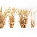 Ripe Golden Wheat Crop in Agricultural Field With Healthy Ears and Stalks