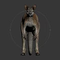 Gray and Brown Kangaroo in Standing Pose on Dark Background with Reflective Surface 3d model