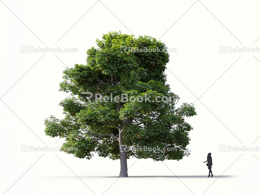 maple maple red maple camphor tree green maple norwegian maple tip leaf maple camphor leaf red maple deciduous tree roadside tree street tree 3d model