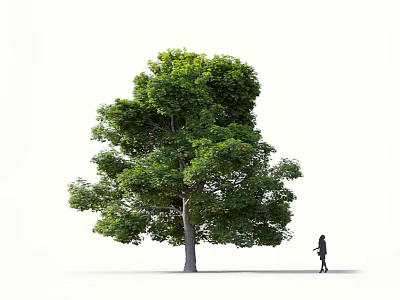 Tall Arbor Featuring Lush Green Foliage Full Canopy And Person Standing Nearby 3d model